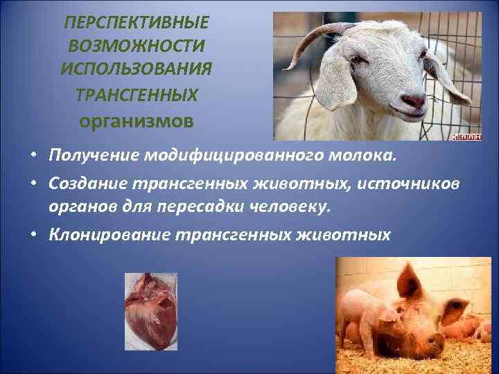 ПЕРСПЕКТИВНЫЕ ВОЗМОЖНОСТИ ИСПОЛЬЗОВАНИЯ ТРАНСГЕННЫХ организмов • Получение модифицированного молока. • Создание трансгенных животных, источников
