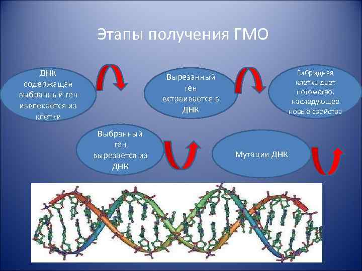  Этапы получения ГМО ДНК содержащая выбранный ген извлекается из клетки Гибридная клетка дает