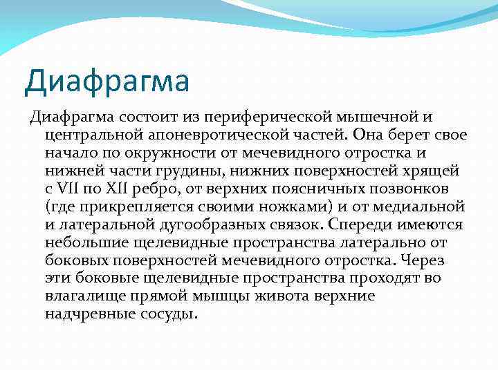 Диафрагма состоит из периферической мышечной и центральной апоневротической частей. Она берет свое начало по