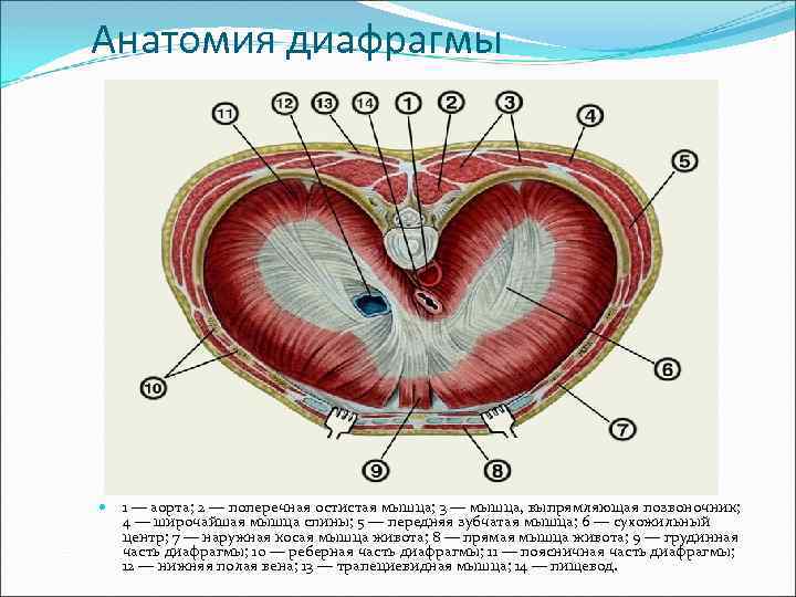 Анатомия диафрагмы 1 — аорта; 2 — поперечная остистая мышца; 3 — мышца, выпрямляющая