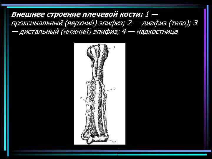 Внешнее строение плечевой кости: 1 — проксимальный (верхний) эпифиз; 2 — диафиз (тело); 3