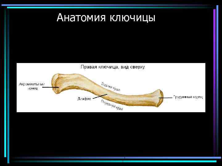 Анатомия ключицы 