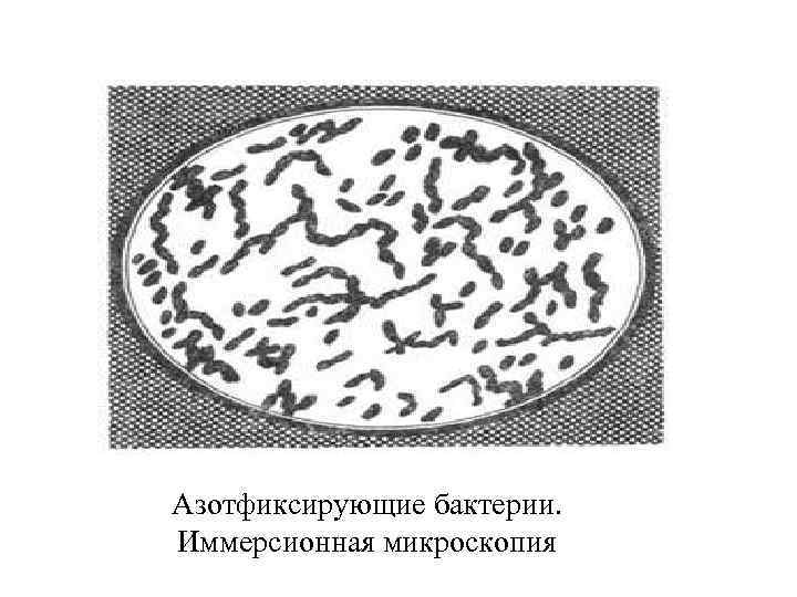 Иммерсионная микроскопия