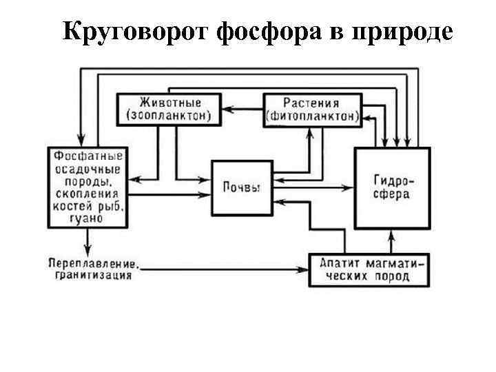 Составьте схему круговорота фосфора и разными стрелками покажите перемещение фосфорсодержащих