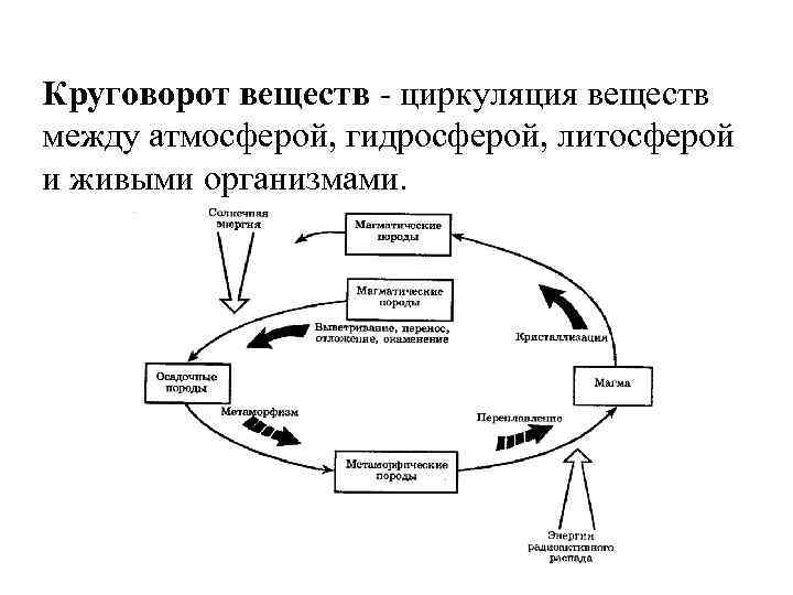 Круговорот веществ в водоеме