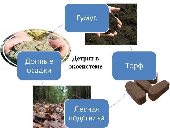 Гумус Донные осадки Детрит в экосистеме Лесная подстилка Торф 