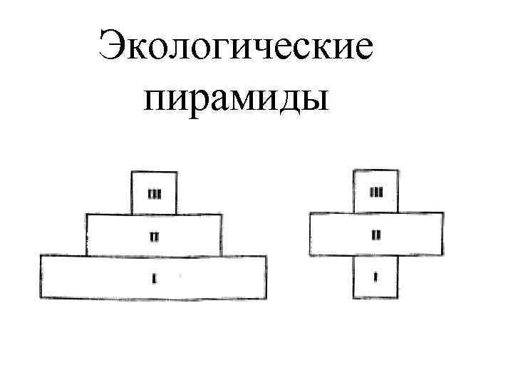 Экологические пирамиды 