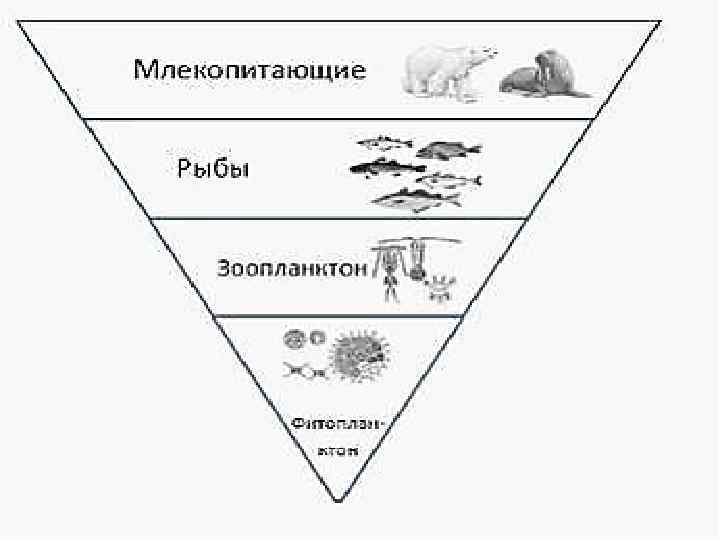 Экологическая пирамида перевернутая примеры