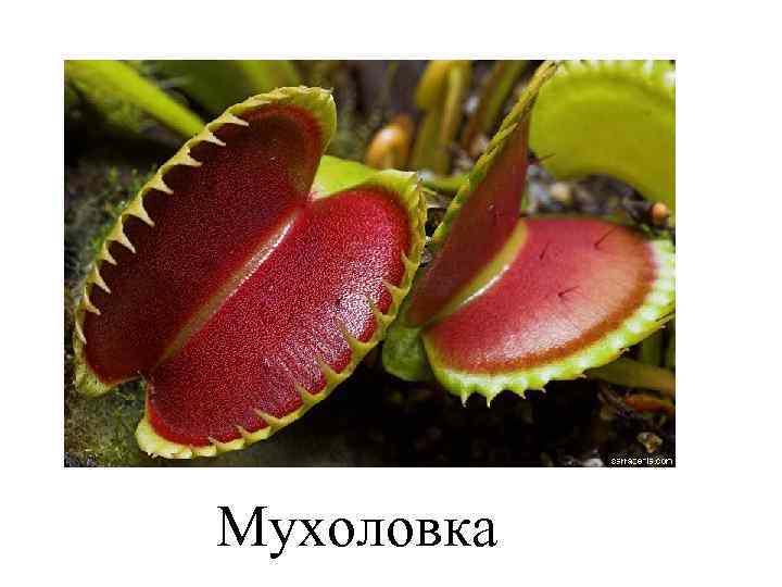 Мухоловка 