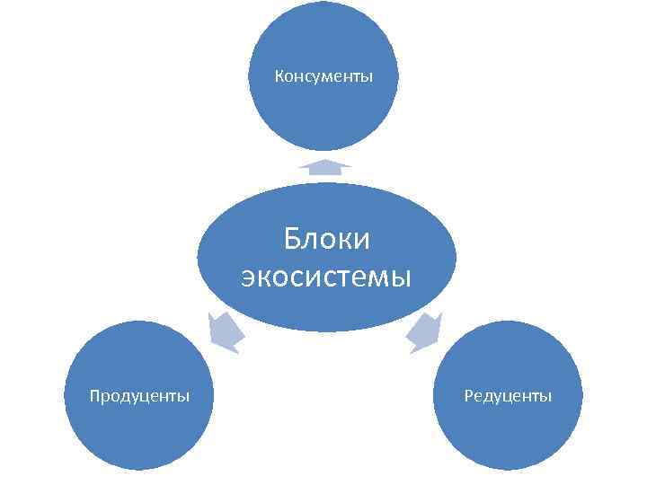 Консументы Блоки экосистемы Продуценты Редуценты 