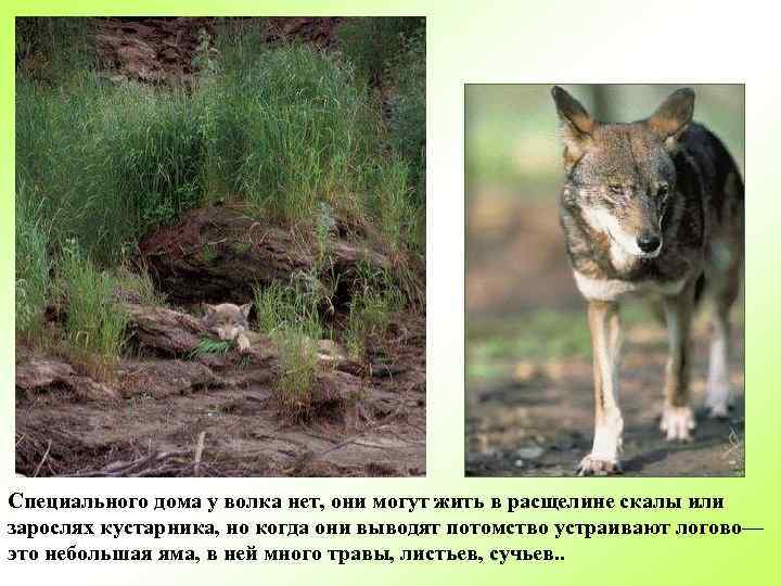 Специального дома у волка нет, они могут жить в расщелине скалы или зарослях кустарника,