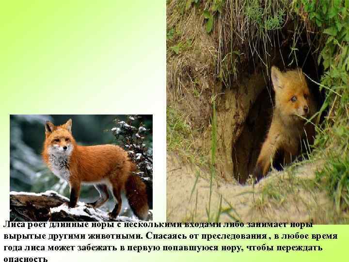 Лиса роет длинные норы с несколькими входами либо занимает норы вырытые другими животными. Спасаясь