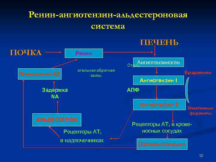 Ренин-ангиотензин-альдестероновая система ПЕЧЕНЬ ПОЧКА Ренин Ангиотензиноген Отриц ательная обратная связь Повышение АД Брадиинин Ангиотензин