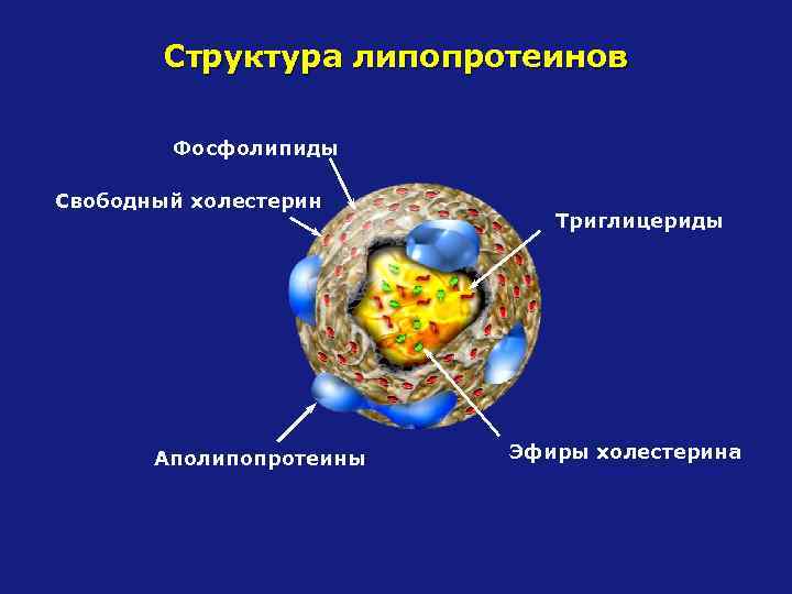 Структура липопротеинов Фосфолипиды Свободный холестерин Аполипопротеины Триглицериды Эфиры холестерина 