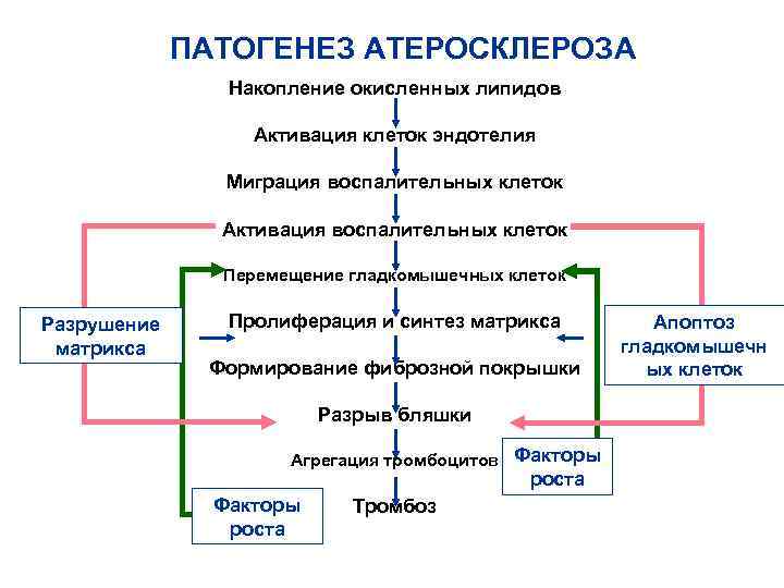 ПАТОГЕНЕЗ АТЕРОСКЛЕРОЗА Накопление окисленных липидов Активация клеток эндотелия Миграция воспалительных клеток Активация воспалительных клеток