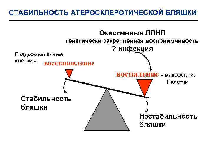 СТАБИЛЬНОСТЬ АТЕРОСКЛЕРОТИЧЕСКОЙ БЛЯШКИ Окисленные ЛПНП генетически закрепленная восприимчивость Гладкомышечные клетки - ? инфекция восстановление