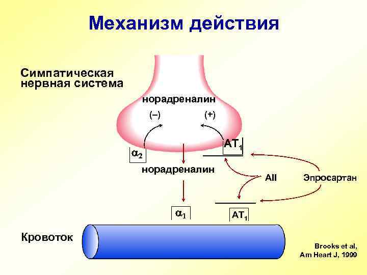 Механизм действия Симпатическая нервная система норадреналин (–) (+) AT 1 a 2 норадреналин a
