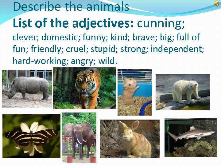 Animals in our life Фонетическая зарядка æ