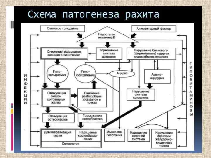 Схема патогенеза рахита