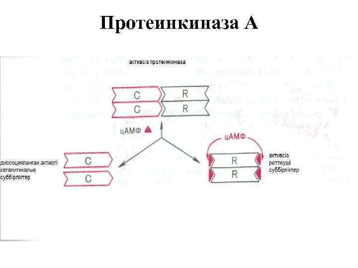 Протеинкиназа А 