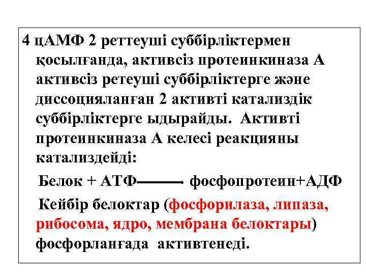 4 ц. АМФ 2 реттеуші суббірліктермен қосылғанда, активсіз протеинкиназа А активсіз ретеуші суббірліктерге және