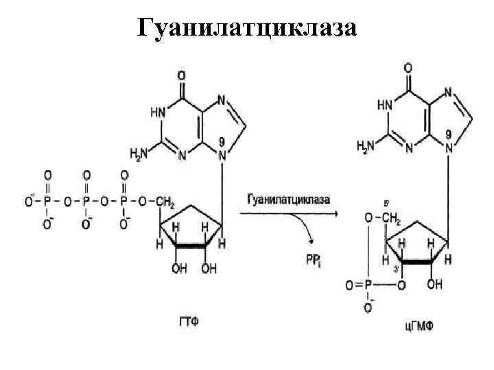 Гуанилатциклаза 