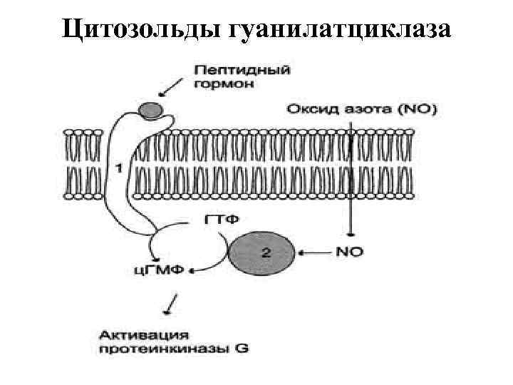 Цитозольды гуанилатциклаза 