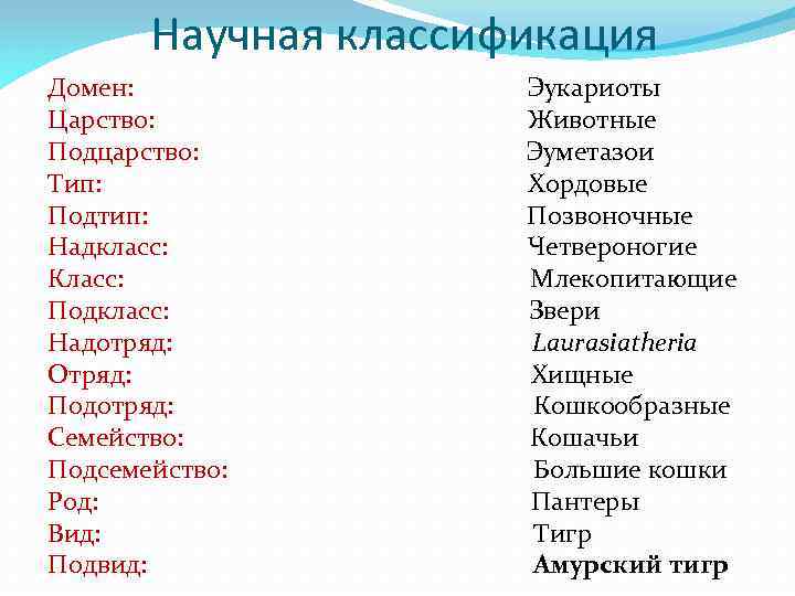 Научная классификация. Семейство, род, отряд, класс, Тип, Подтип, царство. Царство Подцарство Тип Подтип. Царство Подцарство Тип класс отряд. Класс подкласс Тип Подтип.