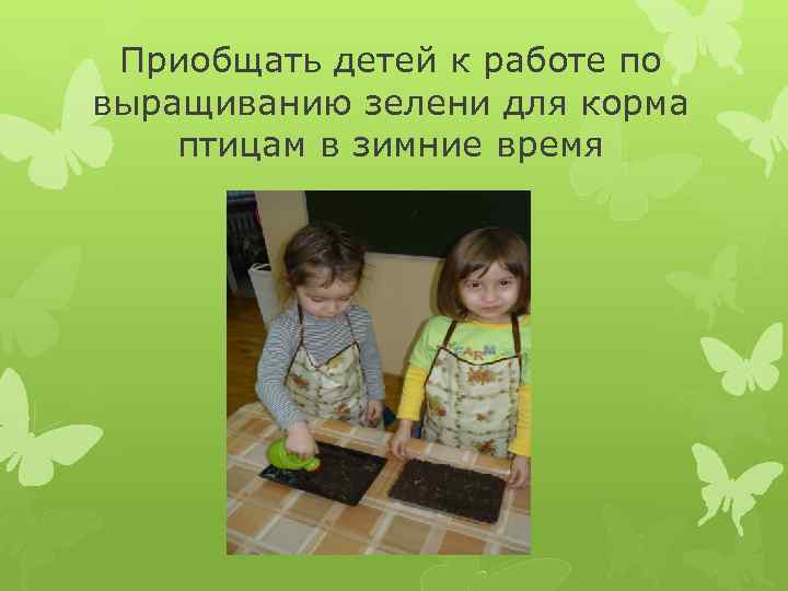 Приобщать детей к работе по выращиванию зелени для корма птицам в зимние время 