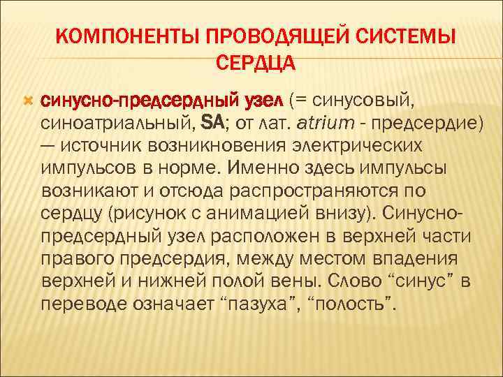 КОМПОНЕНТЫ ПРОВОДЯЩЕЙ СИСТЕМЫ СЕРДЦА синусно-предсердный узел (= синусовый, синоатриальный, SA; от лат. atrium -
