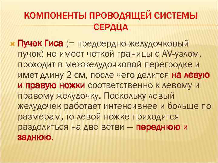 КОМПОНЕНТЫ ПРОВОДЯЩЕЙ СИСТЕМЫ СЕРДЦА Пучок Гиса (= предсердно-желудочковый пучок) не имеет четкой границы с