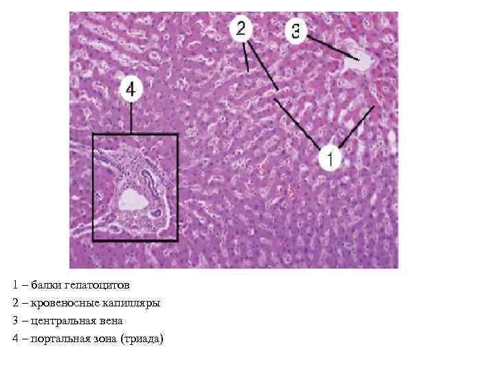 1 – балки гепатоцитов 2 – кровеносные капилляры 3 – центральная вена 4 –