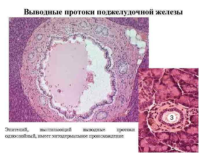 Выводные протоки поджелудочной железы Эпителий, выстилающий выводные протоки однослойный, имеет энтодермальное происхождение 