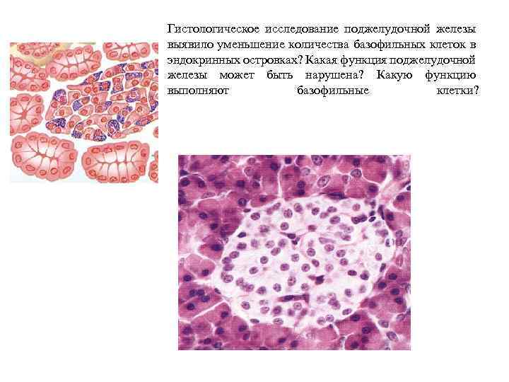 Гистологическое исследование поджелудочной железы выявило уменьшение количества базофильных клеток в эндокринных островках? Какая функция