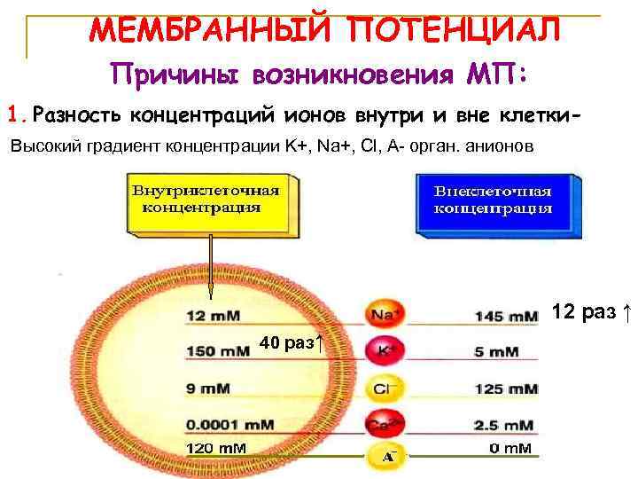 МЕМБРАННЫЙ ПОТЕНЦИАЛ Причины возникновения МП: 1. Разность концентраций ионов внутри и вне клетки. Высокий