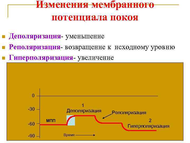 Мембранный потенциал