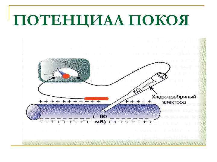 ПОТЕНЦИАЛ ПОКОЯ 