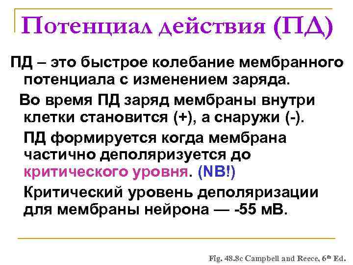 Потенциал действия (ПД) ПД – это быстрое колебание мембранного потенциала с изменением заряда. Во