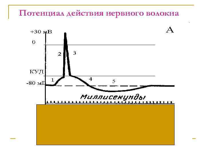 Схема потенциала действия