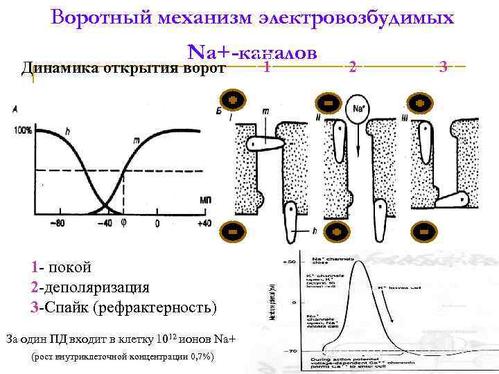 Воротный механизм электровозбудимых Na+-каналов Динамика открытия ворот 1 - покой 2 -деполяризация 3 -Спайк