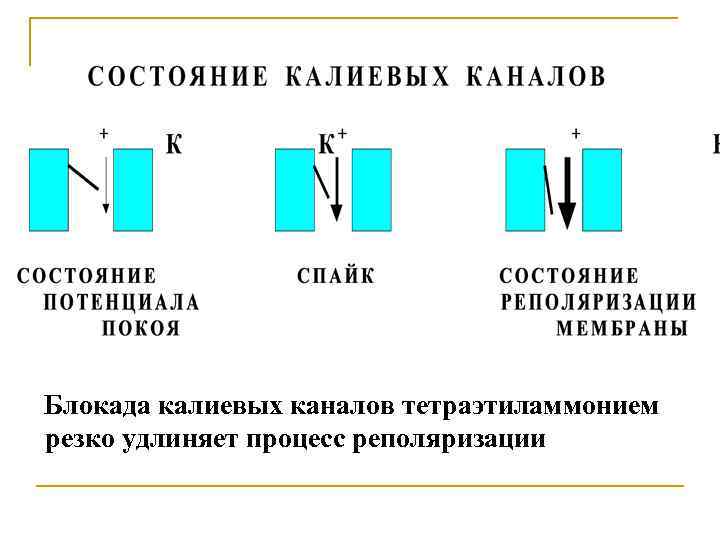 Блокада калиевых каналов тетраэтиламмонием резко удлиняет процесс реполяризации 