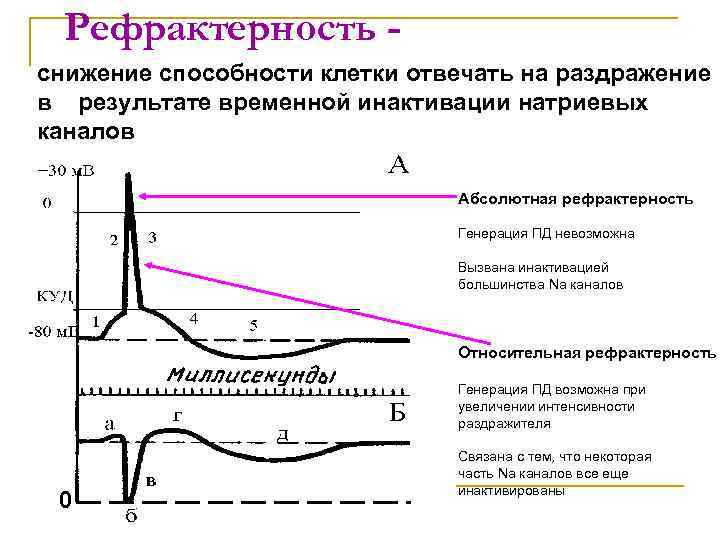 Рефрактерность снижение способности клетки отвечать на раздражение в результате временной инактивации натриевых каналов Абсолютная