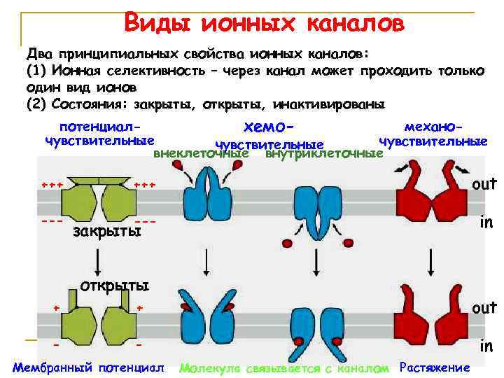 Виды ионных каналов Два принципиальных свойства ионных каналов: (1) Ионная селективность – через канал