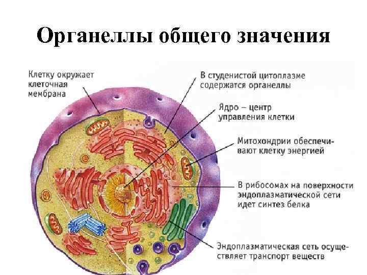 Органеллы общего значения 