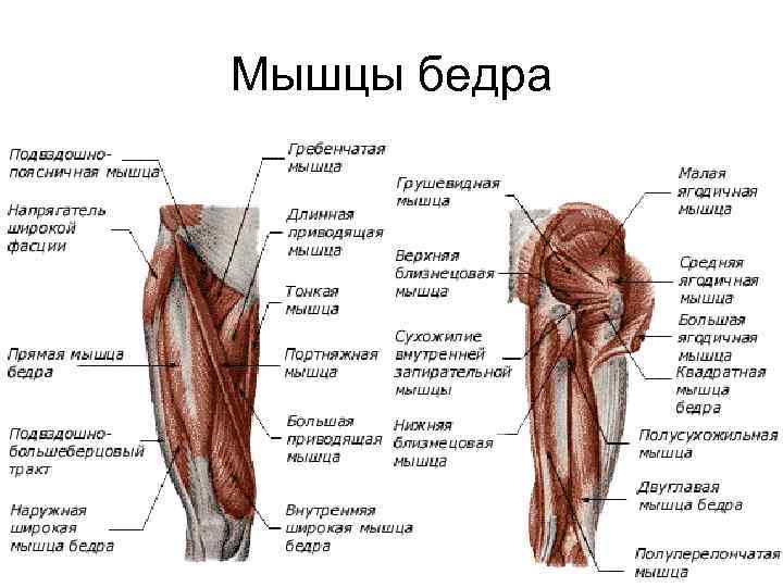 Мышцы бедра 