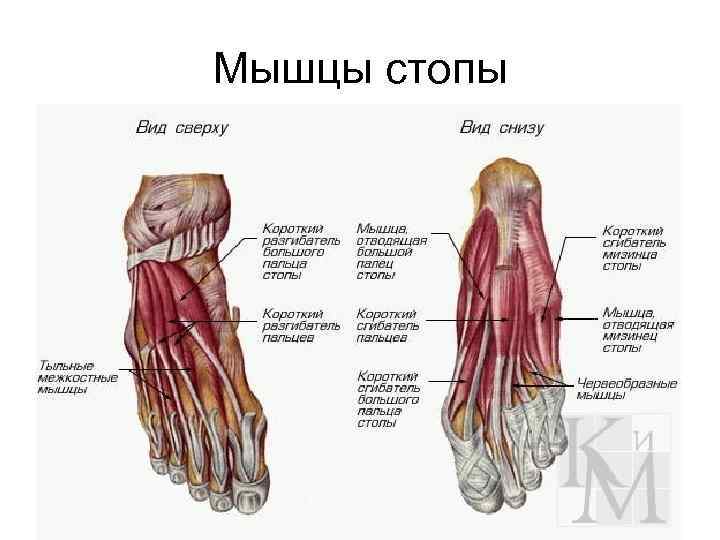 Мышцы стопы 