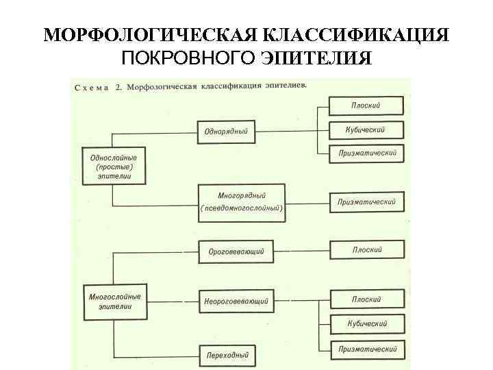 МОРФОЛОГИЧЕСКАЯ КЛАССИФИКАЦИЯ ПОКРОВНОГО ЭПИТЕЛИЯ 