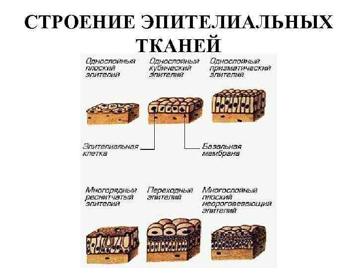 СТРОЕНИЕ ЭПИТЕЛИАЛЬНЫХ ТКАНЕЙ 