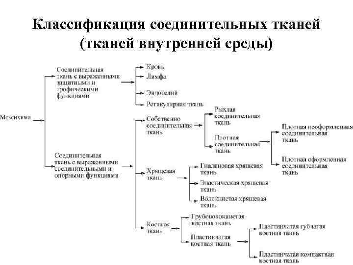Классификация соединительных тканей (тканей внутренней среды) 