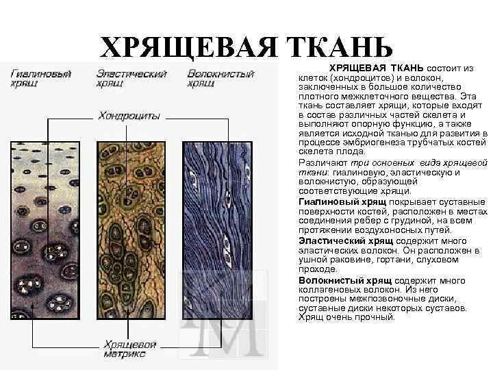 ХРЯЩЕВАЯ ТКАНЬ состоит из клеток (хондроцитов) и волокон, заключенных в большое количество плотного межклеточного